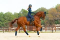 czaprak sportive navy ujeżdżeniowy equestrian stockholm  (2).webp