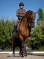 Nauszniki brązowe amaranth equestrian stockholm  (1).webp