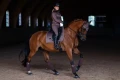 Nauszniki brązowe amaranth equestrian stockholm  (4).webp