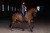 Nauszniki brązowe amaranth equestrian stockholm  (4).webp