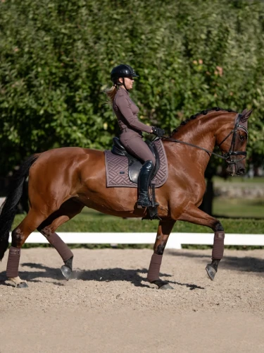 czaprak ujeżdżeniowy amaranth brązowy equestrian stockholm  (1).webp