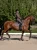 czaprak ujeżdżeniowy amaranth brązowy equestrian stockholm  (1).webp