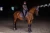 czaprak ujeżdżeniowy amaranth brązowy equestrian stockholm  (4).webp
