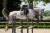czaprak skokowy amaranth brązowy equestrian stockholm  (2).webp
