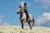 czaprak skokowy amaranth brązowy equestrian stockholm  (3).webp