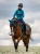 nauszniki aurora blues morski equestrian stockholm  (2).webp