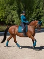 czaprak ujeżdżeniowy aurora blues morski equestrian stockholm  (5).webp