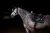 czaprak skokowy czarny equestrian stockholm' (1).webp