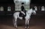 nauszniki czarne equestrian stockholm (2).webp