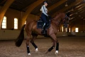 luminous-black-czaprak ujeżdżeniowy czarny odblaskowy equestrian stockholm  (6).webp