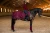 derka treningowa bordowa equestrian stockholm  (2).webp
