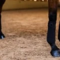 owijki czarne dla koni equestrian stockholm  (3).webp