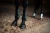 ochraniacze sycamore-green-equestrian stockholm - (4).webp