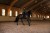 czaprak ujeżdżeniowy sycamore green equestrian stockholm  (1).jpg