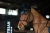 nauszniki granatowe equestrian stockholm  (3).webp