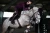 black-raven-sportive-czaprak skokowy fioletowy  (4).webp