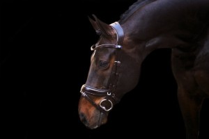 Ogłowie Paladin PS of Sweden