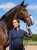 bluza chłodząca uv granatowa equestrian stockholm  (4).webp