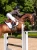 czaprak skokowy biały moonless-nights-modern-white-equestrian stockholm  (4).webp