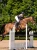 czaprak skokowy moonless-nights-modern-jequestrian stockholm  (3).webp