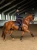 czaprak ujeżdżeniowy brązowy moonless-night-equestrian stockholm  (1).webp