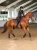 czaprak ujeżdżeniowy brązowy moonless-night-equestrian stockholm  (2).webp