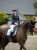 czaprak ujeżdżeniowy biały equestrian stockholm  (3).webp
