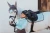 nauszniki ice blue equestrian stockholm  (2).webp