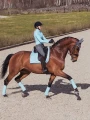 czaprak ujeżdżeniowy ice blue equestrian stockholm  (4).webp