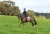 czaprak skokowy lavender  equestrian stockholm  (2).webp