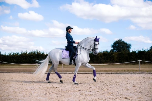 czaprak ujeżdżeniowy lavender equestrian stockholm  (1).webp