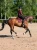 czaprak skokowy ciemnoczerwony new maroon equestrian stockholm  (3).webp