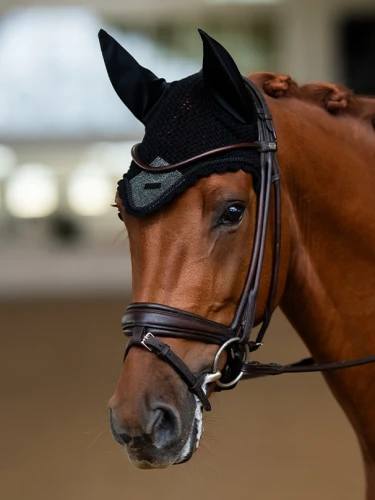 nauszniki brokatowe northern night equestrian stockholm  (2).webp