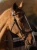 ogłowie King Edward ps of sweden  (1).webp