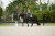 czaprak ujeżdżeniowy szary equestrian stockholm  (1).jpg