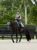 czaprak ujeżdżeniowy szary equestrian stockholm  (3).webp