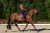timeless-rose-dressage-czaprak ujeżdżeniowy różowy equestrian stockholm  (3).webp