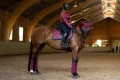 timeless-rose-dressage-czaprak ujeżdżeniowy różowy equestrian stockholm  (4).webp