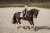 soft-lemon-czaprak ujeżdżeniowy equestrian stockholm  (1).jpg