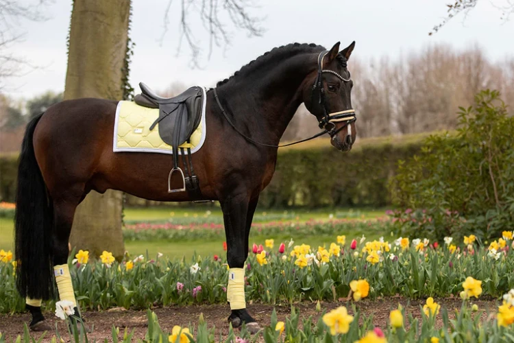 soft-lemon-czaprak ujeżdżeniowy equestrian stockholm  (1).webp