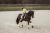 soft-lemon-czaprak ujeżdżeniowy equestrian stockholm  (2).jpg