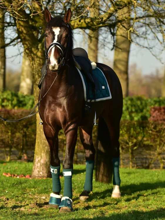 amazonite-owijki equestrian stockholm  (3).webp