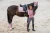 czaprak ujeżdżeniowy różowy kryształki equestrian stockholm  (1).webp