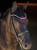 nauszniki purple night equestrian stockholm  (2).jpg