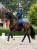 czaprak ujeżdżeniowy granatowy lagoon blush equestrian stockholm  (2).webp