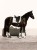 czaprak ujeżdżeniowy biały brokat timeless white equestrian stockholm  (3).jpg