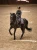 czaprak ujeżdżeniowy purple glimmer equestrian stockholm  (3).webp