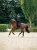 czaprak ujeżdżeniowy dark ocean equestrian stockholm  (2).webp