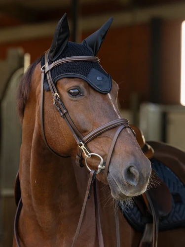 nauszniki modern black equestrian stockholm  (2).webp