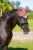 nauszniki coral equestrian stockholm  (1).webp